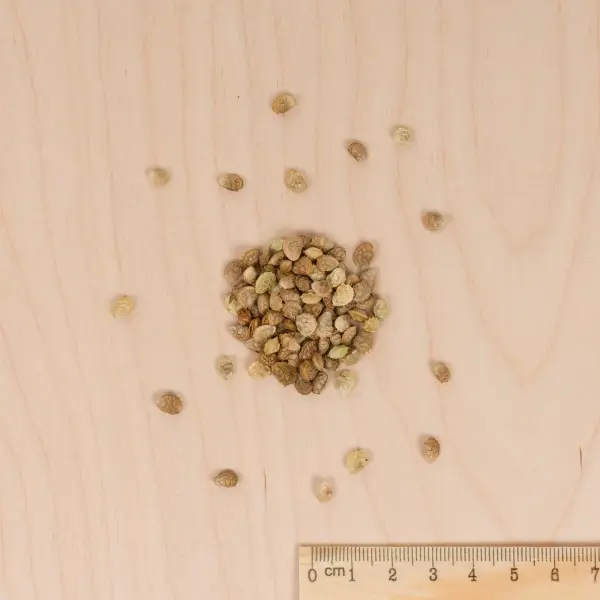 Plantes utiles - Engrais vert Sainfoin - BIO - Grand Modèle - MEDIA_3D